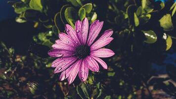 le violet fleur avec certains l'eau gouttes photo