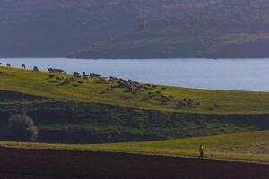 le vert colline dans printemps saison photo