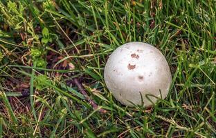 géant golovach Latin calvaire gigantea est une espèce de champignons de le genre golovach. bovista photo