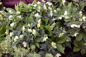 le journée printemps Soleil lumières Frais fleurs de une helleborus Niger avec brillant blanc pétales photo