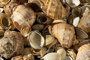 mer coquilles sur le plage. été Contexte. rapan coquille. beige lumière couleur. esthétique minimalisme. la nature beauté. photo