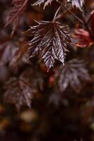 rouge feuilles de Japonais érable. photo