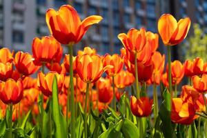 rouge tulipes Contexte. magnifique tulipe. fleur bourgeon dans printemps dans le lumière du soleil. parterre de fleurs avec fleurs. tulipe fermer. rouge fleur photo