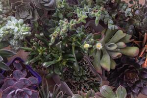 une ensemble de différent plantes succulentes haworthia et aloès, crassula et sedum, écheveria, crassula et kalanchoé. grandir une Accueil fleur. floriculture. cactus Accueil vert succulent. fleurs Contexte. photo