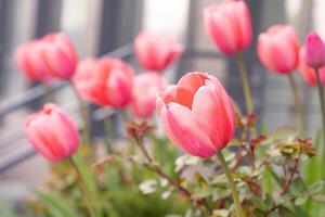 rose tulipes dans une fleur lit. le tulipe bourgeon se balance dans le vent. jardin. magnifique Facile printemps fleurs. floral Contexte. à grandir les plantes. jardinage. photo