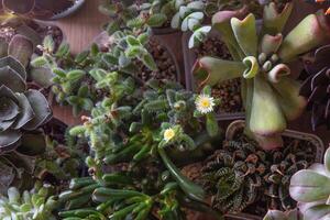 une ensemble de différent plantes succulentes haworthia et aloès, crassula et sedum, écheveria, crassula et kalanchoé. grandir une Accueil fleur. floriculture. cactus Accueil vert succulent. fleurs Contexte. photo