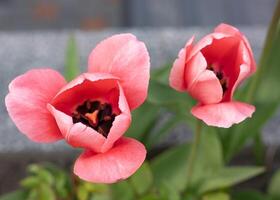 rose tulipes dans une fleur lit. le tulipe bourgeon se balance dans le vent. jardin. magnifique Facile printemps fleurs. floral Contexte. à grandir les plantes. jardinage. photo