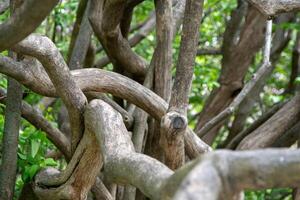 plexus de branches et les troncs de une lilas buisson photo