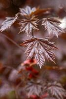 rouge feuilles de Japonais érable. photo