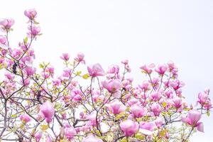 rose magnolia fleurs. fleur bourgeon sur une arbre branche dans le jardin. photo