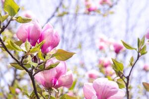 rose magnolia fleurs. fleur bourgeon sur une arbre branche dans le jardin. photo