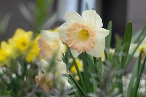 Jaune fleurs jonquilles dans une fleur lit. printemps fleur narcisse. magnifique buisson dans le jardin. photo