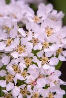 poire fleurir. blanc bourgeons. fruit arbre fleurs. photo