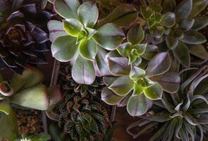 une ensemble de différent plantes succulentes haworthia et aloès, crassula et sedum, écheveria, crassula et kalanchoé. grandir une Accueil fleur. floriculture. cactus Accueil vert succulent. fleurs Contexte. photo