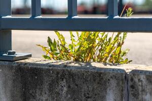 vert pissenlit feuilles sur une sentier derrière une balustrade photo