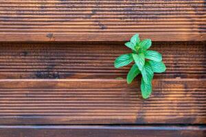 petit vert plante est croissance sur une en bois surface photo