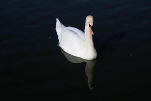 une vue d'un cygne muet photo