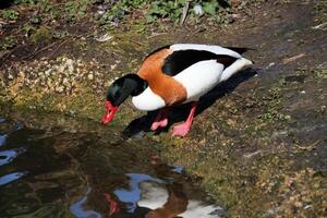 une vue de une shelduck photo