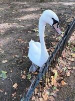 une vue d'un cygne muet photo