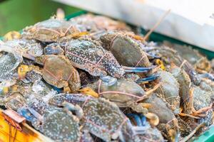 bleu nageur Crabes, mer crabe, Frais mer Crabes dans une pêcherie Fruit de mer marché photo