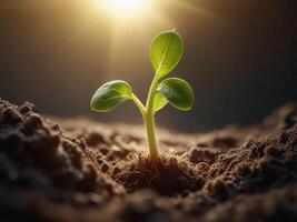 germer croissance de la graine avec lumière du soleil. semis. Nouveau la vie photo