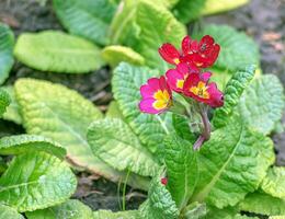 violet fleurs de primula dans printemps jardin. violet primula vulgaire, primevère. primula vulgaris photo