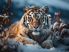 ai généré tigre sur le Contexte de une hiver paysage génératif ai photo