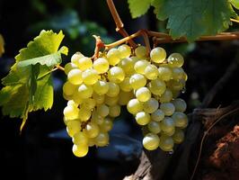 ai généré blanc les raisins sur le branches dans le rosée génératif ai photo