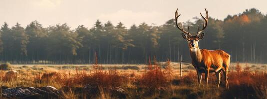 ai généré cerf avec bois dans le sauvage génératif ai photo