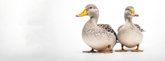 ai généré canards sur blanc Contexte génératif ai photo