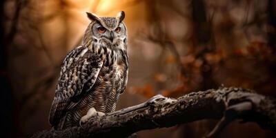 hibou sur une branche tif photo