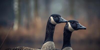 sauvage oies dans le sauvage photo