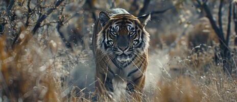 tigre sur flou Contexte faune photo