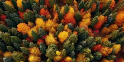 l'automne forêt des oiseaux œil vue photo