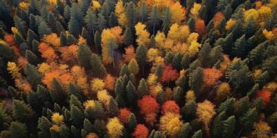 l'automne forêt des oiseaux œil vue photo