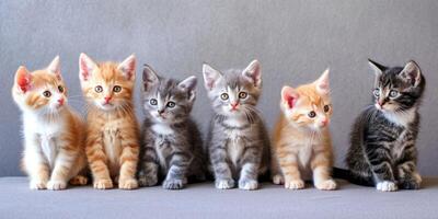 groupe de chatons de différent couleurs sur une lumière Contexte photo