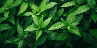 vert plante feuilles texture photo