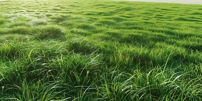 vert herbe dans le pâturage photo