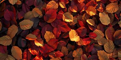 l'automne feuille tomber Jaune feuilles l'automne photo