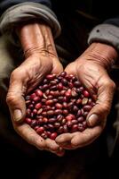 café des haricots dans paumes photo