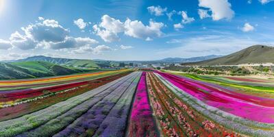 aérien vue de épanouissement fleurs photo