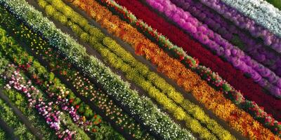 aérien vue de épanouissement fleurs photo
