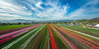 aérien vue de épanouissement fleurs photo