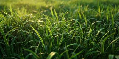 épais vert herbe dans le Prairie photo