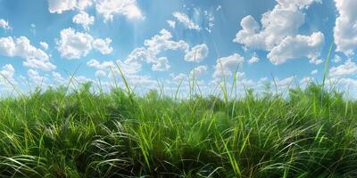 épais vert herbe dans le Prairie photo