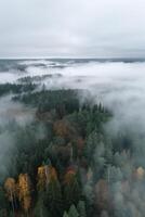 brouillard dans forêt aérien vue photo