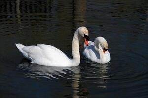 une vue d'un cygne muet photo