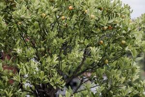 peu citron vert sur arbre photo