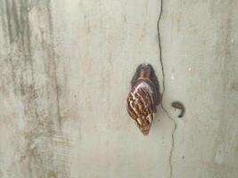 la photographie de une escargot tandis que collage à le mur avec ses crottes photo