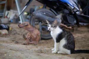 la photographie de une égarer chiot et une chat étaient en jouant dans le Cour photo